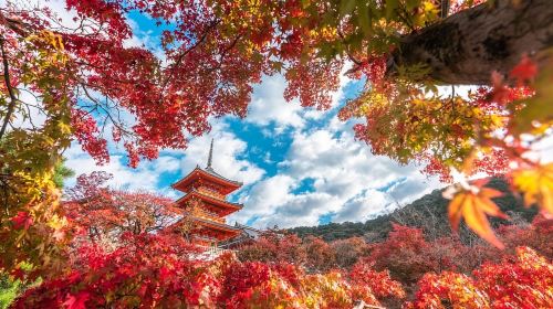 1-day tour in Kyoto and Uji – Kinkaku-ji & Kiyomizu-dera Temple & Byōdō-in - exploring temples and shrines