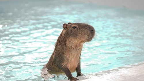 Paradise of capybara
