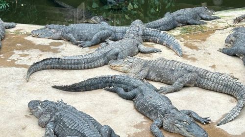 Alligator Bay