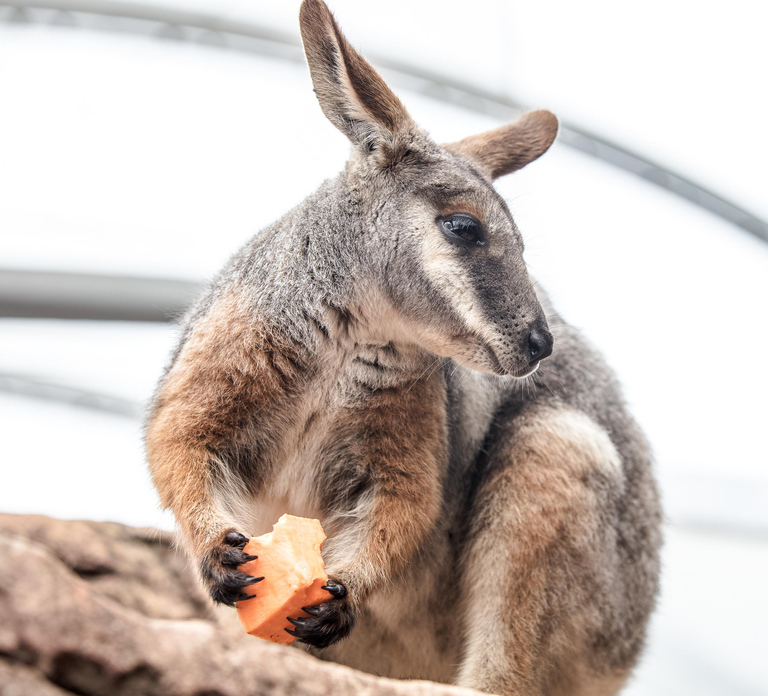 WILD LIFE Sydney Zoo