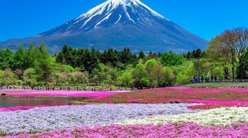 Mount Fuji Shibazakura Festival Seasonal Day Trip from Tokyo: Instagram-Famous Spot Hopping | Hikawa Clock Shop&Oshino Hakkai&Kawaguchiko Lawson&Lake Kawaguchi Oishi Park Day Tours