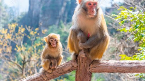 Zhangjiajie National Forest Park 1 - Day Tour with VIP Fast - Track Entrance and Eco - Bus Access