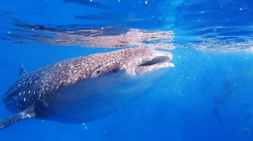 Cebu: Oslob Whale Shark Watching + Badian Kawasan Falls canyon adventure 1-day tour