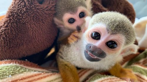 Nasu World Monkey Park