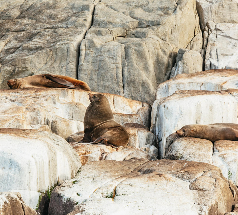 From Port Arthur: Tasman Island Wilderness Cruise