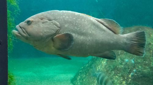Acuario do Grove