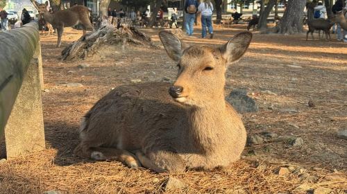 Private Nara Tour & Sake Tasting (Departing from Kyoto/Nara)