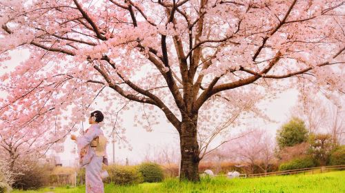 Kyoto, Japan | Yumeyakata Furisode or Houmongi rental Premium kimono rental experience