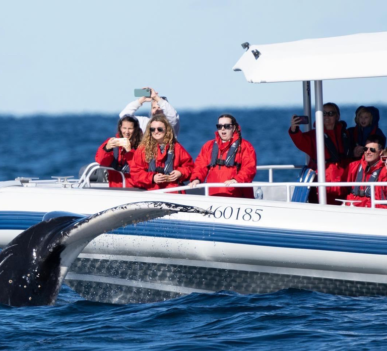 Byron Bay: Whale Watching Cruise with a Marine Biologist
