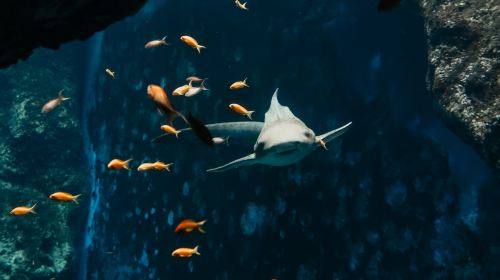 Aquarium du Grand Lyon: Entry Ticket Child