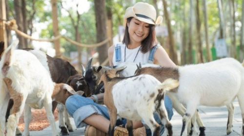 Mea Me Shang Shu Cute Pet Paradise