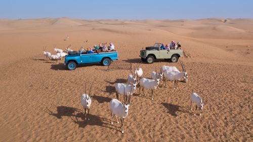 Morning Bedouin Culture Safari – Ride Vintage Land Rover, Falcon Show & Enjoy Emirati Breakfast