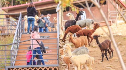 Gyeonggi Province|1-day tour to Gangchon Rail Park + Alpaca World Day Tours