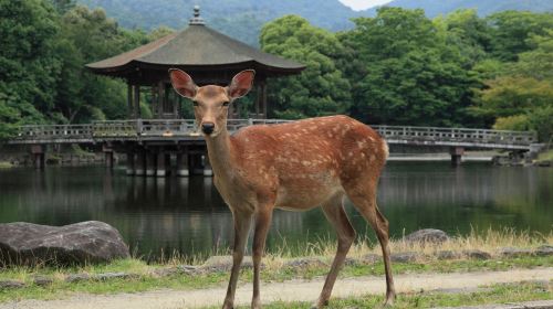 Osaka-Nagoya Rail Pass (2-Day/3-Day) Transport Passes