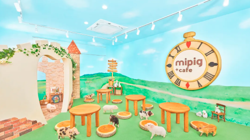 [mipig cafe Fukuoka Tenjin Branch] Popular Healing Pig Cafe Interactive Experience