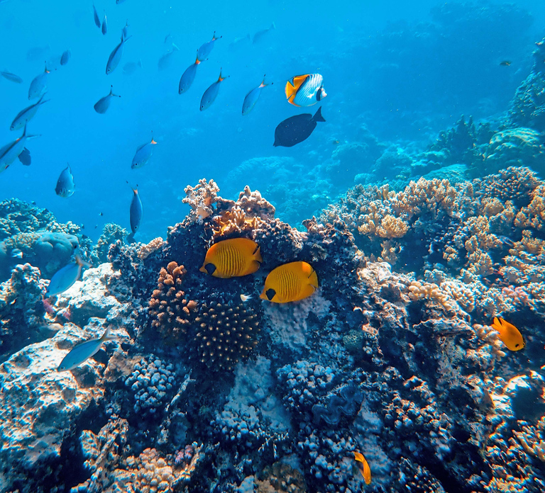 Scuba Diving in Khor Fakkan for Certified Divers