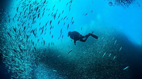 Dubai ScubaDive.ae + Jumeirah Beach diving experience scuba diving 0.5h