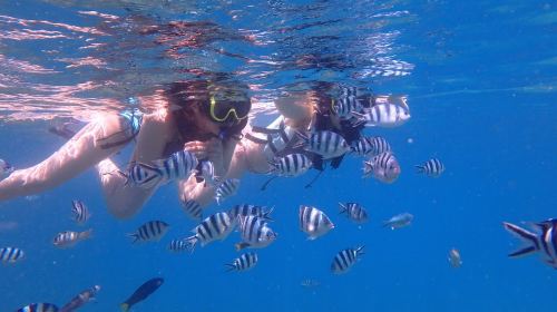 Okinawa Sesoko Beach diving & snorkeling 0.5-1 hr experience [dreamlike Sesoko Island snorkeling / additional water activities available / non-swimmers welcome]