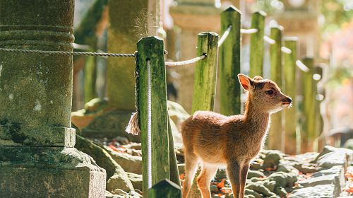 Kyoto & Nara Classic Day Tour with Friendly Deer
