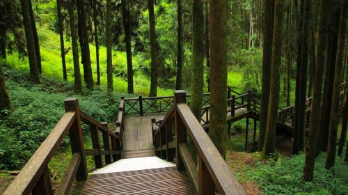 Alishan National Scenic Area Day Tour from Taichung Day Tours