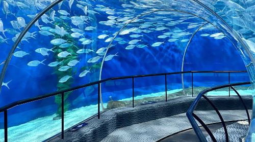 Shanghai Ocean Aquarium