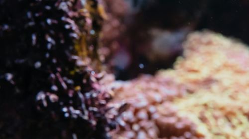 Aquarium du Grand Lyon: Entry Ticket Infant