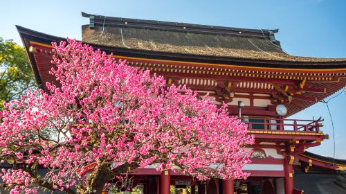 YokaBus Fukuoka Cruise Shore Excursion Dazaifu Half Day Tour Day Tours