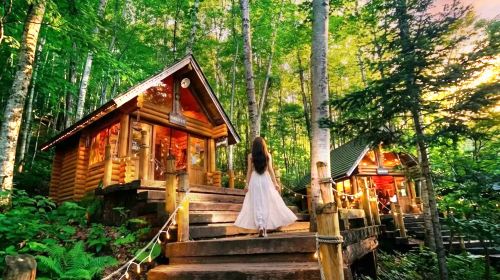Hokkaido Asahiyama Zoo + Forest Terrace + Shirahige Falls 1-day tour | 40-person bus tour group Day Tours