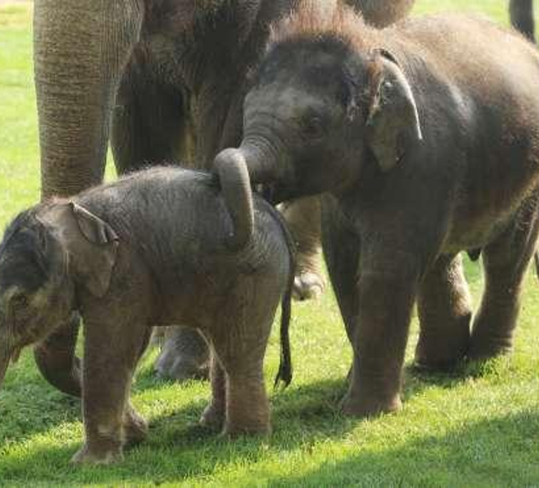 Dunstable: Whipsnade Zoo Full-Day Entrance Ticket