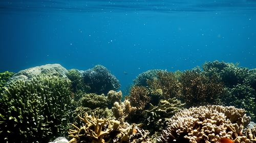 From Cebu: Moalboal Sardine Snorkeling + ATV Off-Road Adventure Day Tour