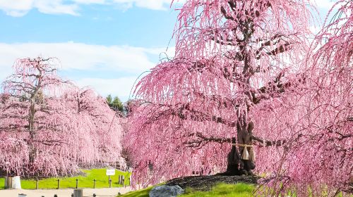 Mie & Shiga Day Tour from Japan: Plum Blossom Viewing at Suzuka Forest, Strawberry Picking, and Ryuo Outlet Shopping Day Tours