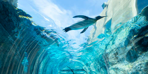 Hokkaido classic 1-day tour: Asahiyama zoo + Shirahige waterfall + Shirogane blue pond (Aoiike) + Forest elf terrace