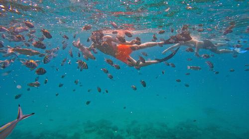 From Abu Dhabi: Snorkeling with turtles in Fujairah with BBQ