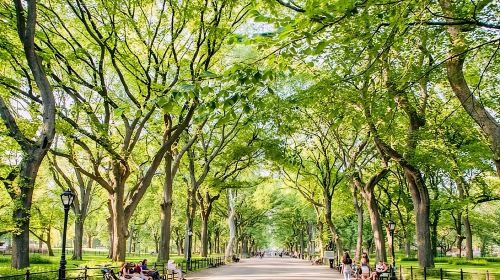 Central Park Pedicab Rickshaw Tours Day Tours