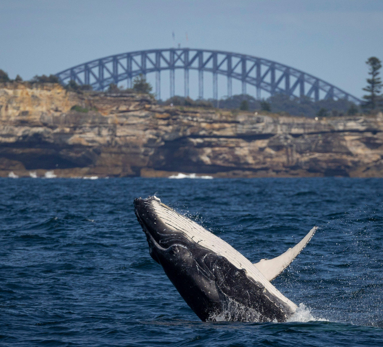 Sydney: 2.5-Hour Whale Watching & Wildlife Cruise