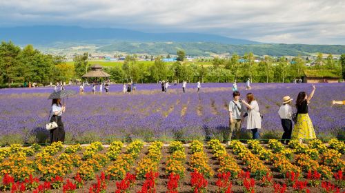 Furano highland tomita farm panoramic flower gardens shikisai-no-oka shirogane blue pond (aoiike) sightseeing bus
