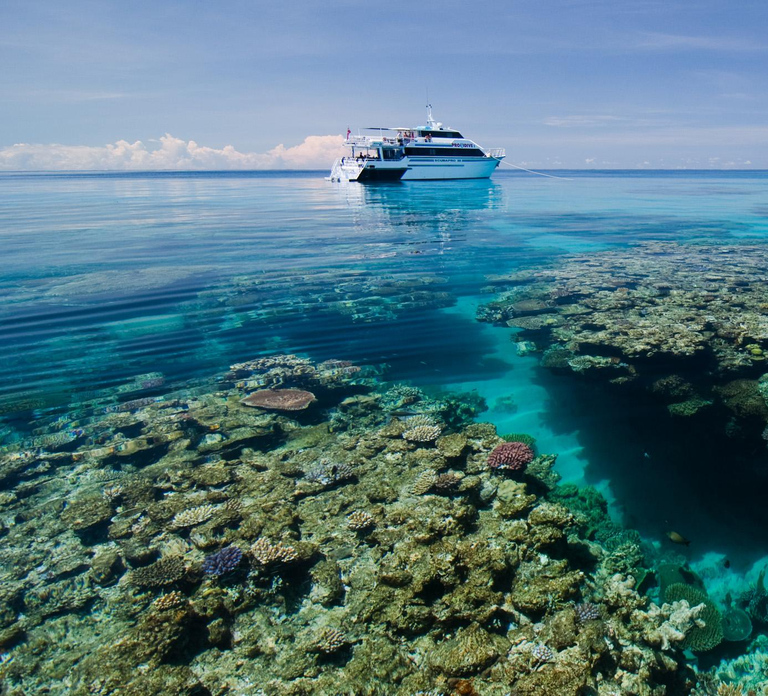 Cairns: Pro Dive Great Barrier Reef 3 Day/2 Night Dive Trip