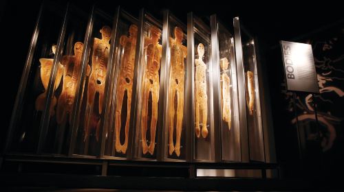 Bodies The Exhibition