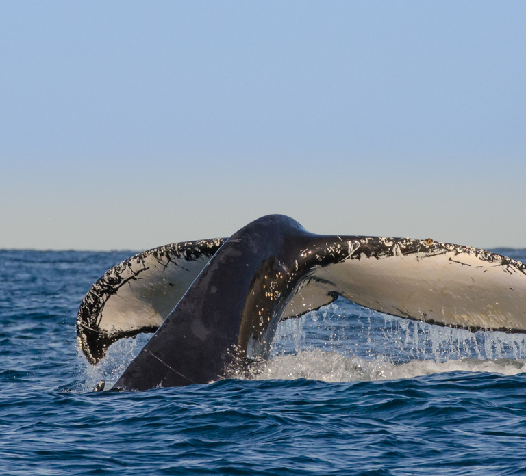 Sydney Whale Watching Cruise with Breakfast or Lunch
