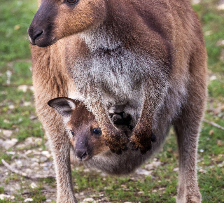 Penneshaw: Shore Excursion Kangaroo Island Scenic Tour