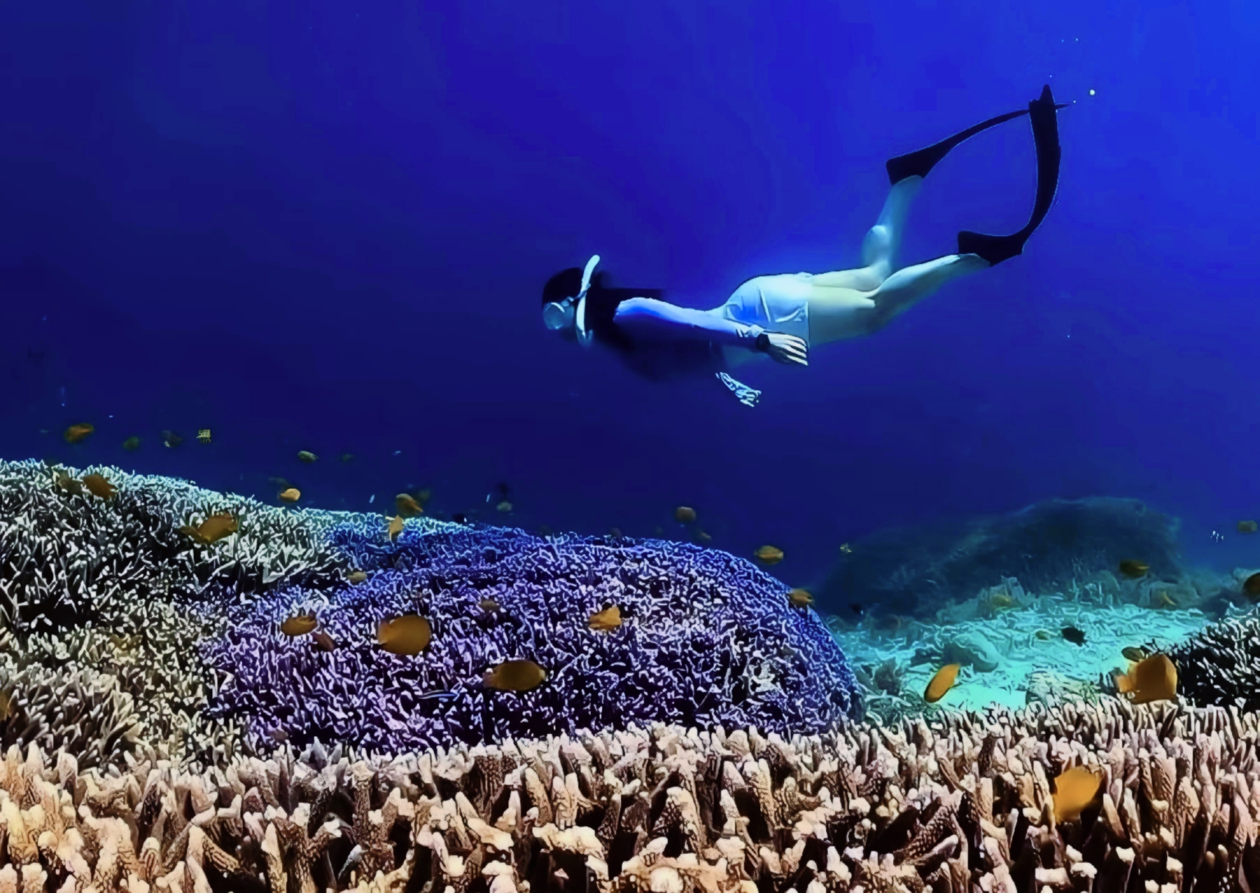 Half-Day Private Guided Snorkeling Tour in Gili Islands Lombok