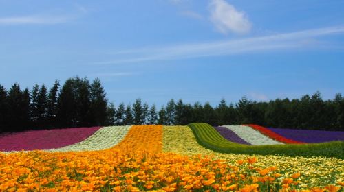 Furano highland tomita farm panoramic flower gardens shikisai-no-oka shirogane blue pond (aoiike) sightseeing bus