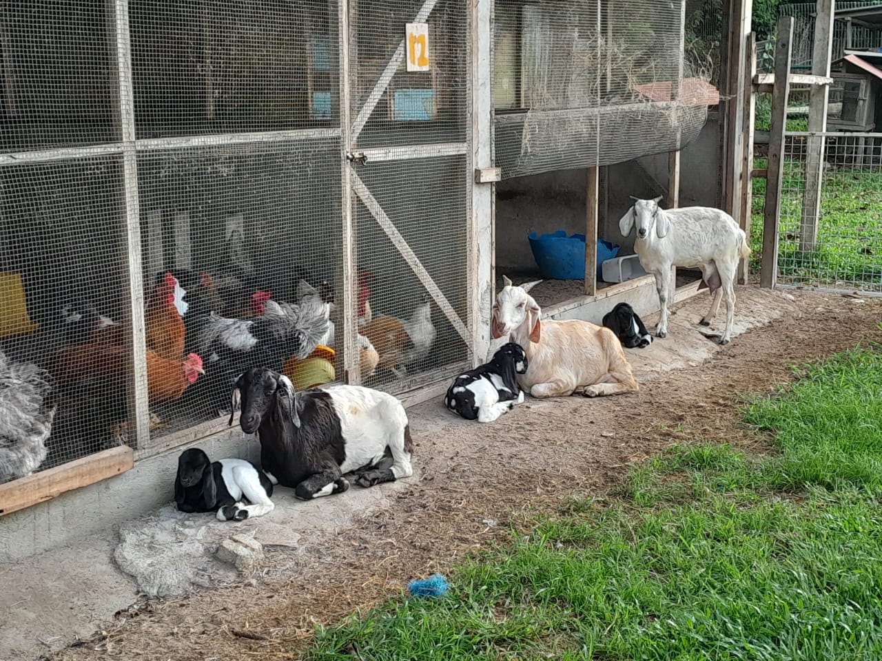 PD Ostrich Show Farm