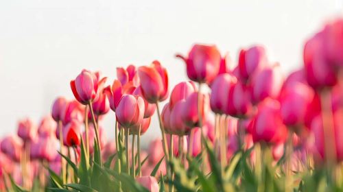 Hokkaido flower viewing 1-day tour: Shibazakura Takinoue kōen Park + tulip park | Depart from Sapporo Day Tours