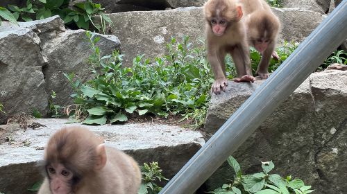 Green Season Snow Monkeys: Baby Monkeys & Scenic Forest Walk Day Tours