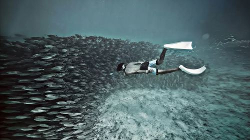Oslob Cebu Whale Shark Watching + Moalboal Sardines Snorkeling Day Tour