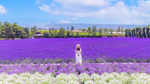 Hokkaido one-day tour Asahikawa Zoo & Four Seasons Color Hill & Christmas Tree & Elf Terrace Small Group Optional Day Tours