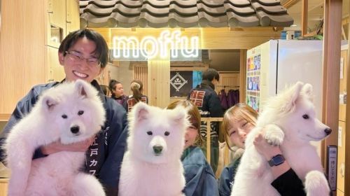 Samoyed in Harajuku: The Fluffiest Spot on Takeshita Street Play Now