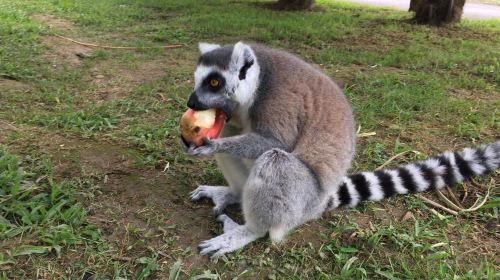 Pombia Safari Park