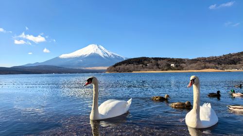 Limited-time Fuji Shibazakura festival: 1-day tour to Lake Motosu, Lake Kawaguchi, Lake Yamanaka and Oshino hakkai with small group Day Tours